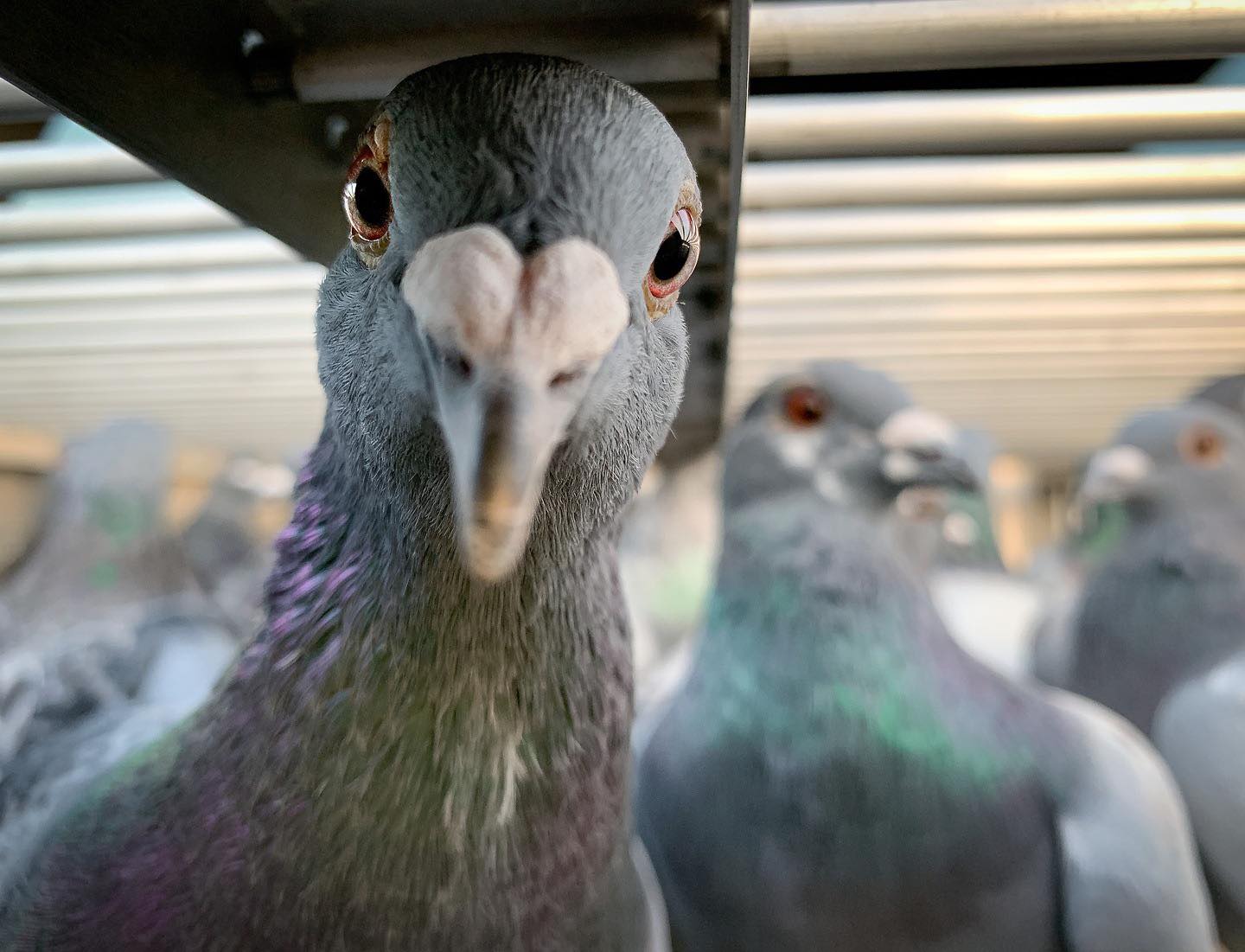Image of pigeons nervous and excited, ready to fly.