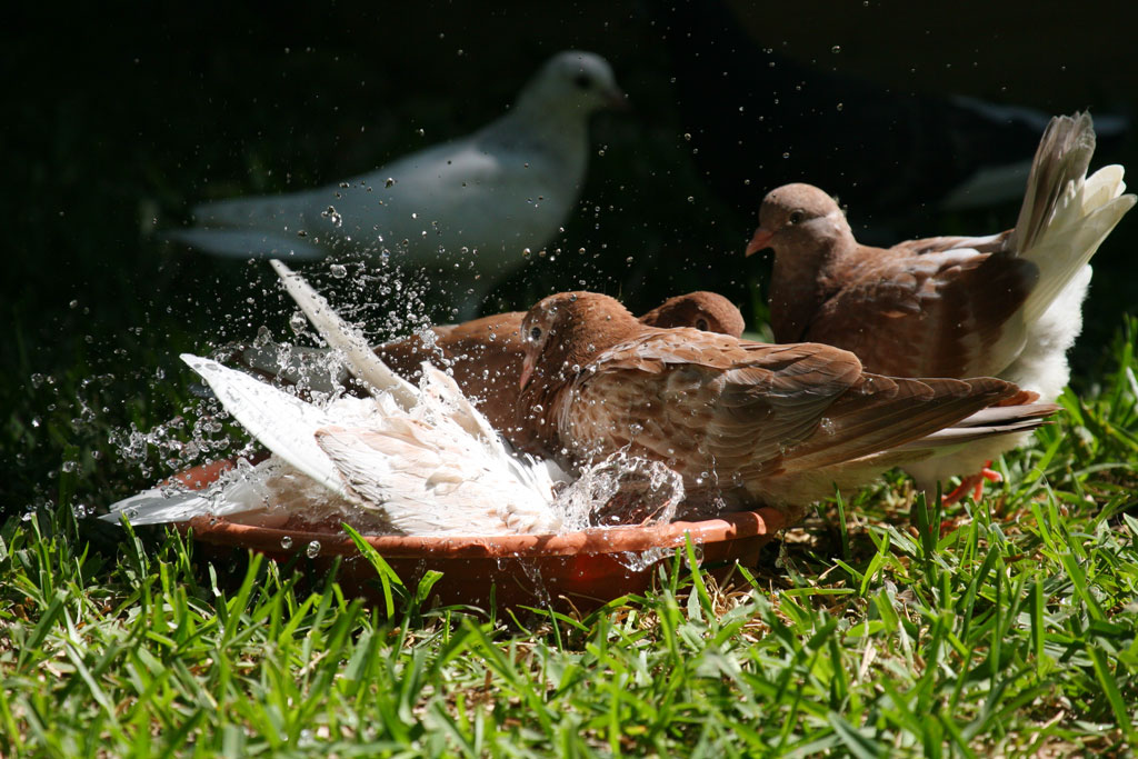 Pigeons Enjoying a Bath