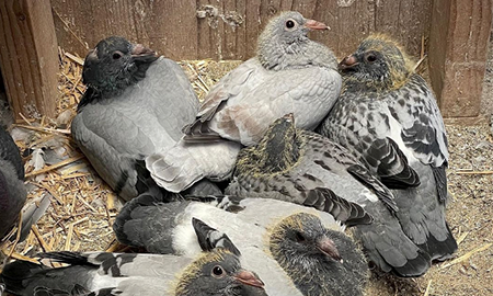Image of young pigeons