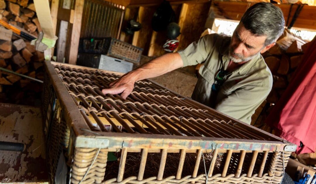 Racing Pigeons Soar in Montana’s Skies | News | bozemandailychronicle.com