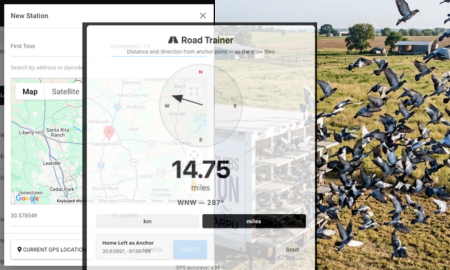 Image of pigeons in an aviary.