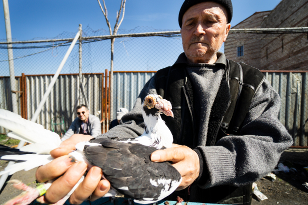 The Istanbul Pigeon Market | The Art of Wayfaring